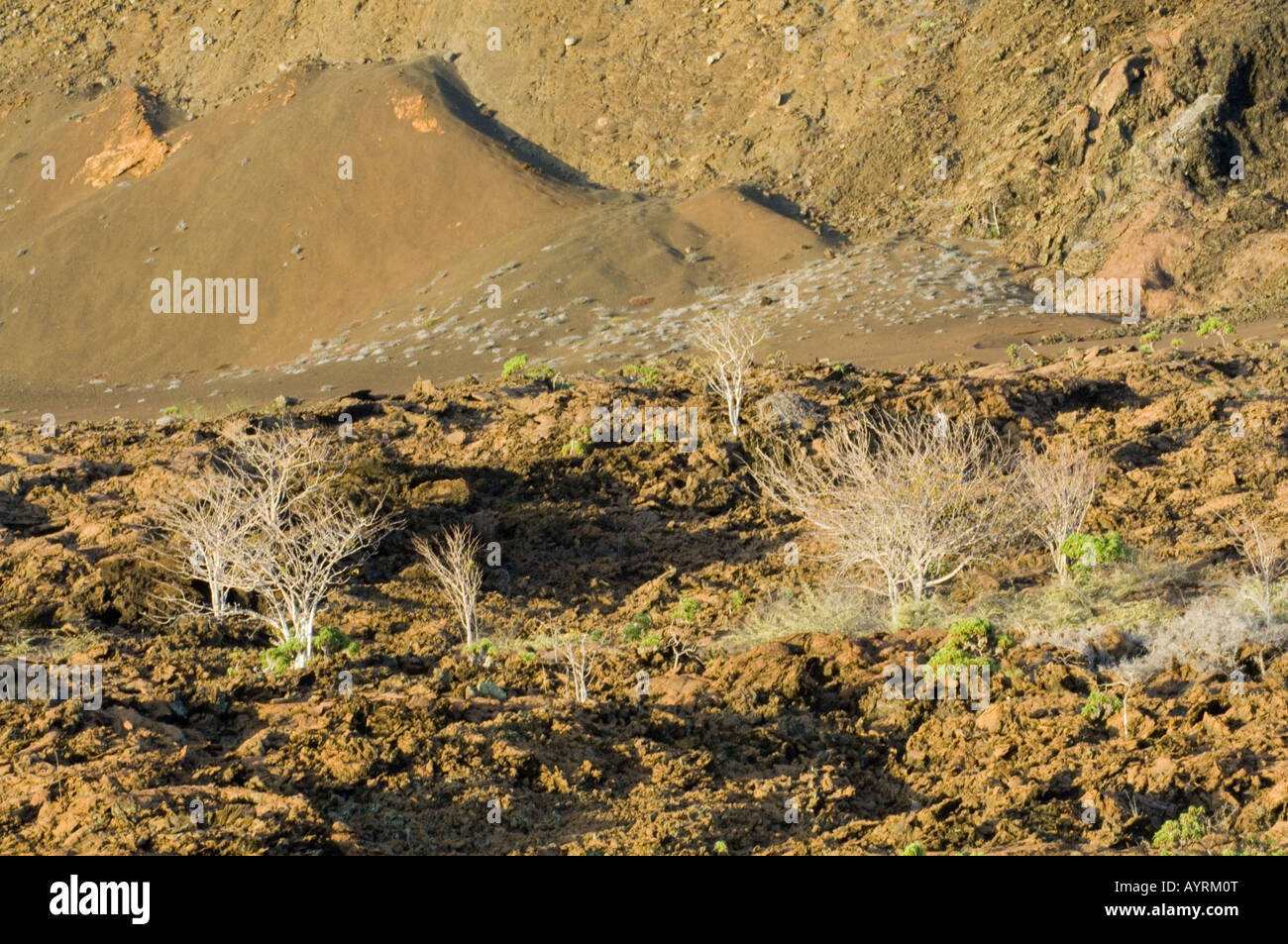 Palo Santo (Bursera graveolens) arbres & matplant Tiquilia nesiotica (gris) de plus en plus parmi la pierre de lave l'Equateur Galapagos Bartolome Banque D'Images