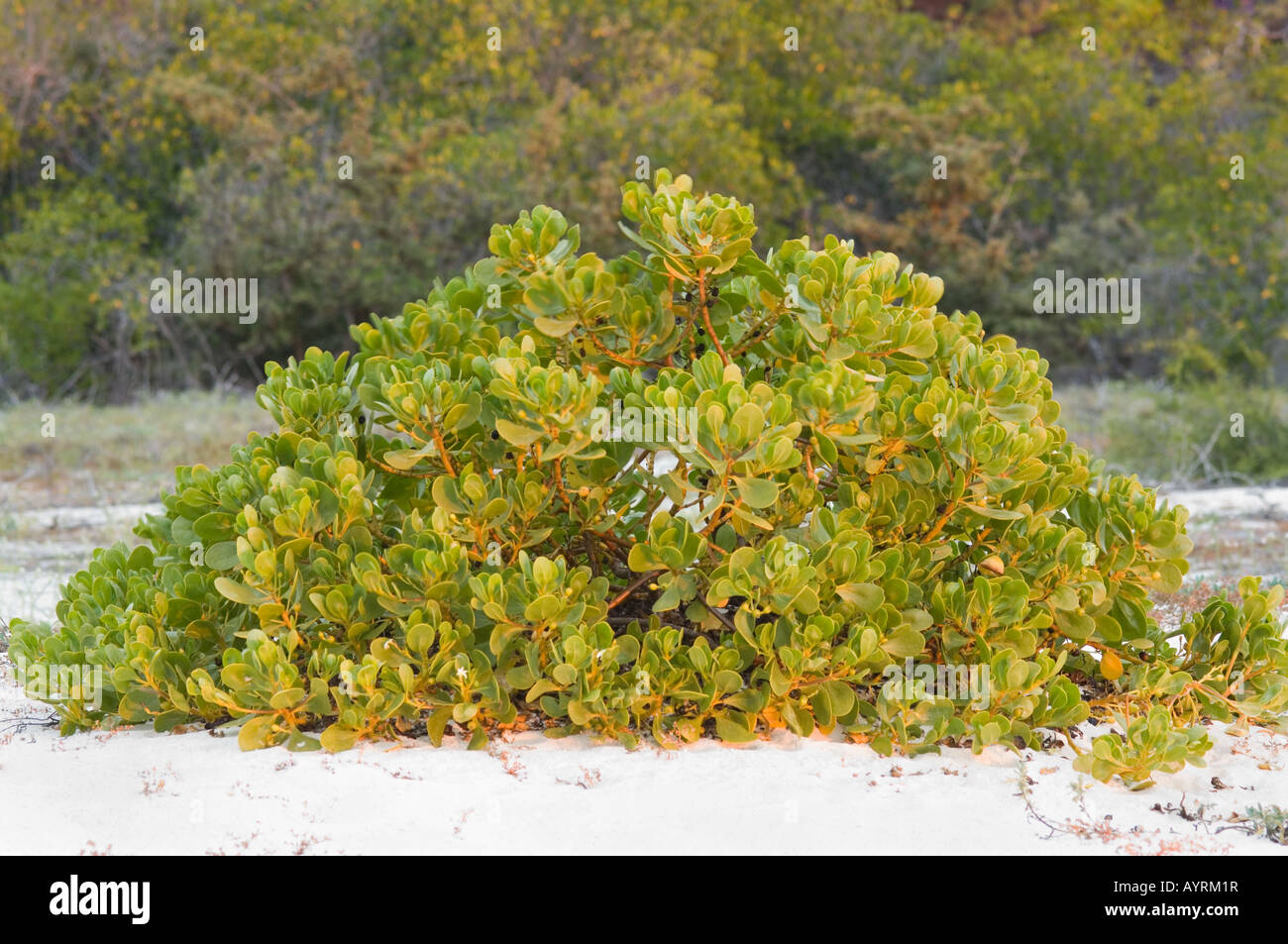 Scaevola plumieri berry (encre) Cerro Brujo, St Cristobal, Galapagos, Equateur, Amérique du Sud Banque D'Images