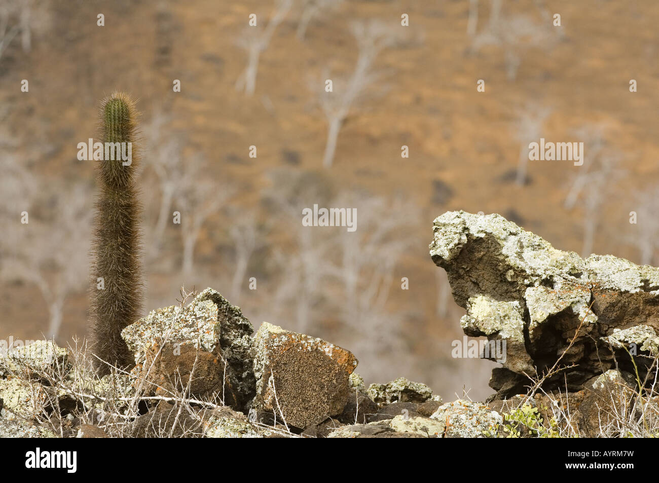 Cactus Brachycereus nesioticus (lave) pousse dans les rochers couverts de lichen, palo santo (Bursera graveolens) Contexte Banque D'Images