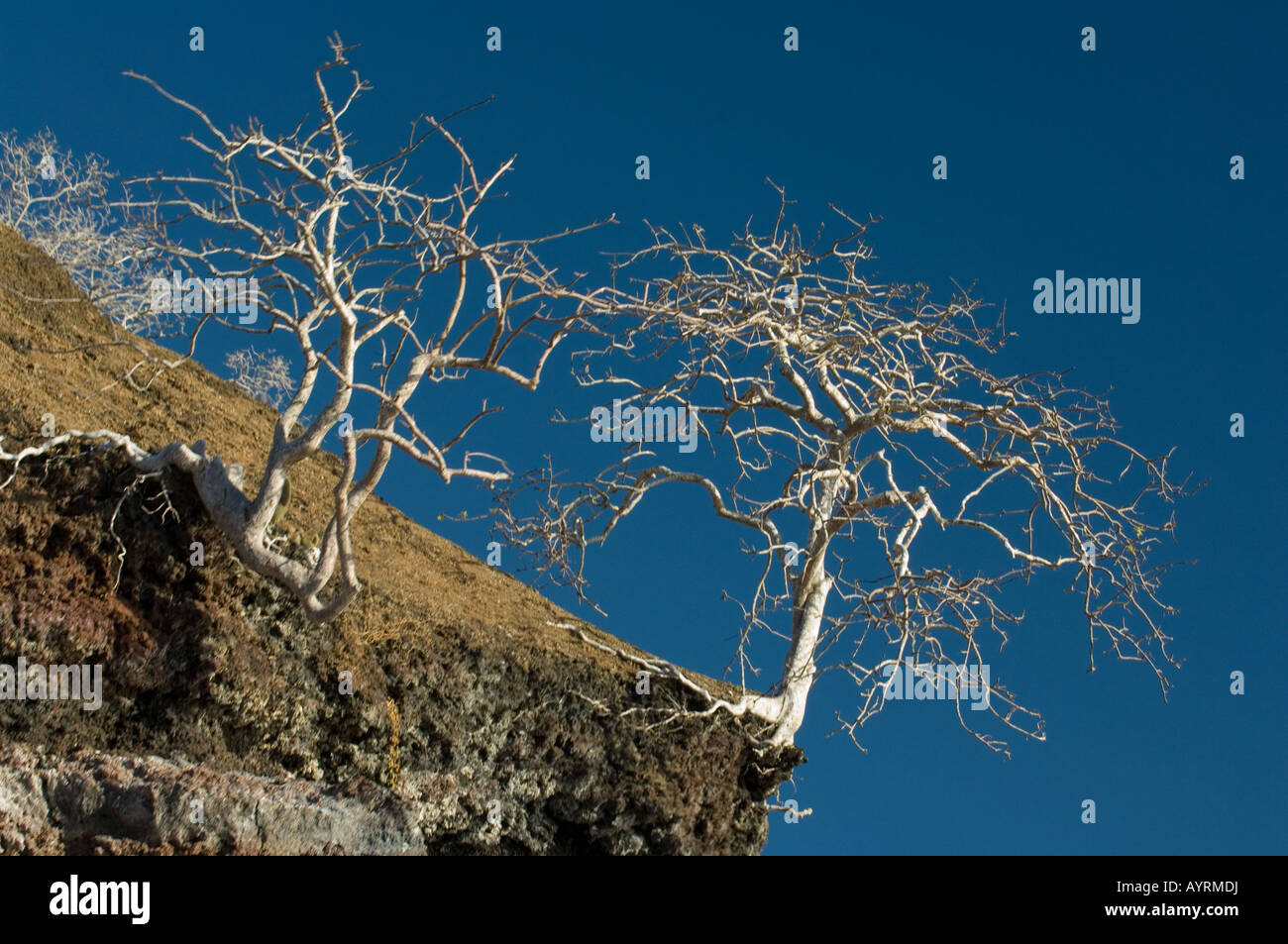 Palo Santo Bursera graveolens arbres croissant sur consolidée de cendres volcaniques de l'île de Las Marielas Equateur Galapagos Banque D'Images