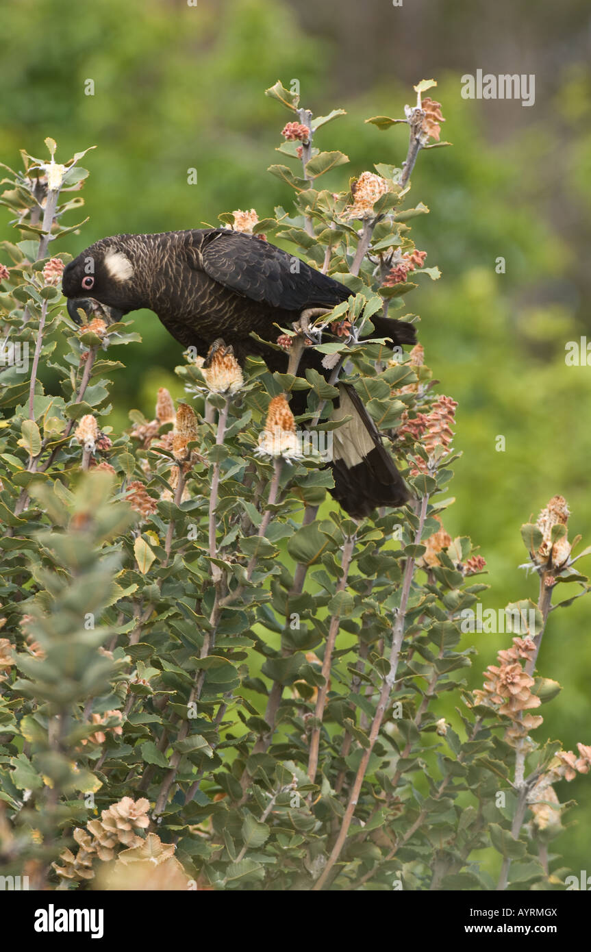 Noir à bec Calyptorhynchus latirostris (cacatoès) mâle adulte se nourrit de Albany (Banksia coccinea) B. L'Australie Occidentale Banque D'Images