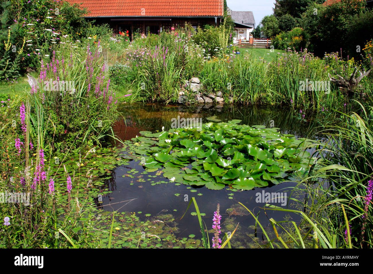 Jardin naturel avec étang en été, Livre blanc européen (Nénuphar Nymphaea alba), la salicaire (Lythrum salicaria) et Fr Banque D'Images
