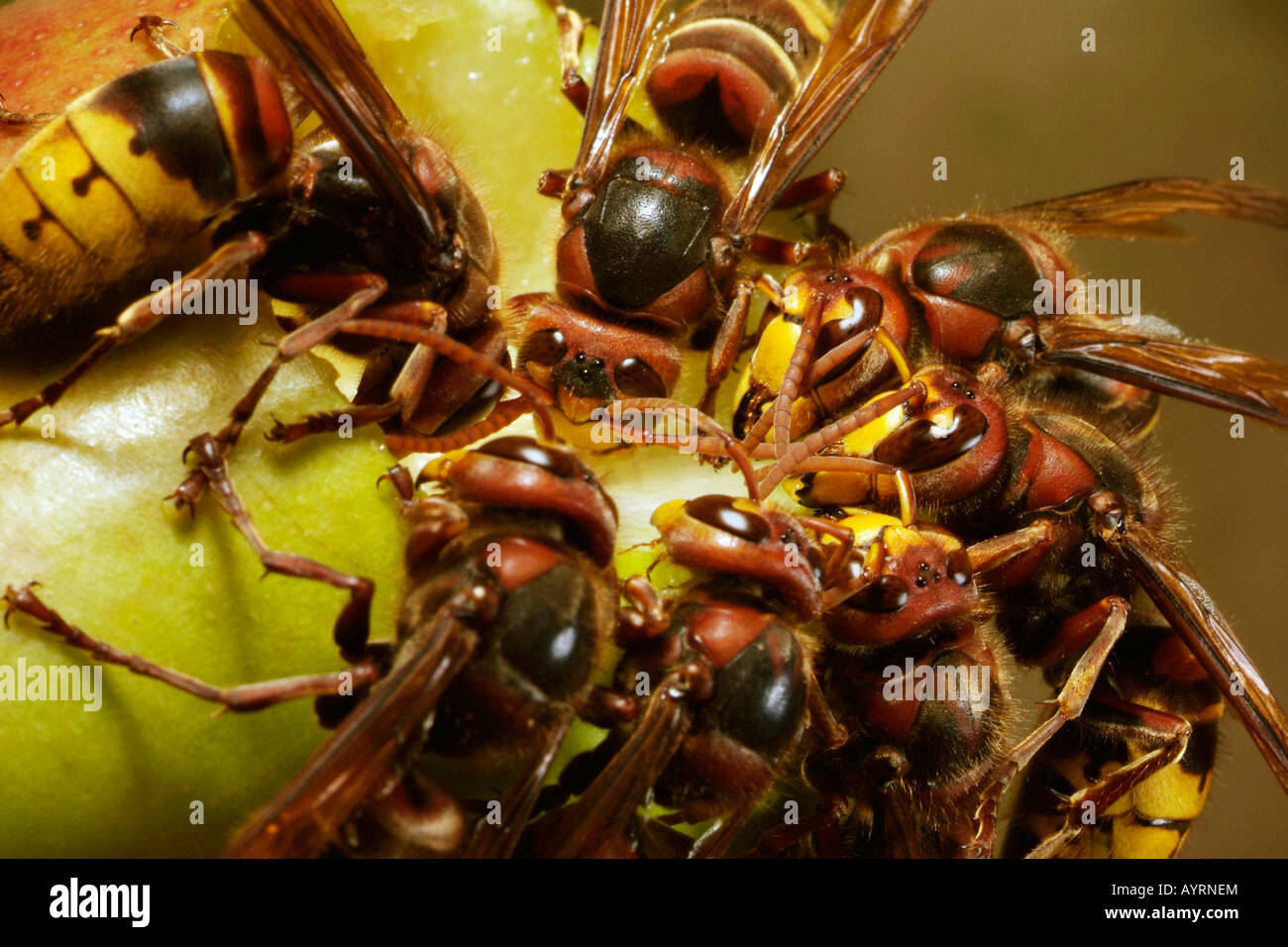 Les frelons européens (Vespa crabro) se nourrit de fruits tombés au sol Banque D'Images