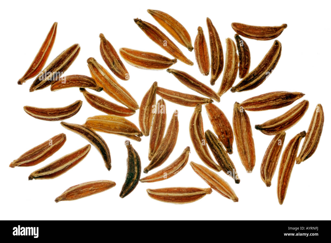 Les graines de carvi (Carum carvi), détail Banque D'Images