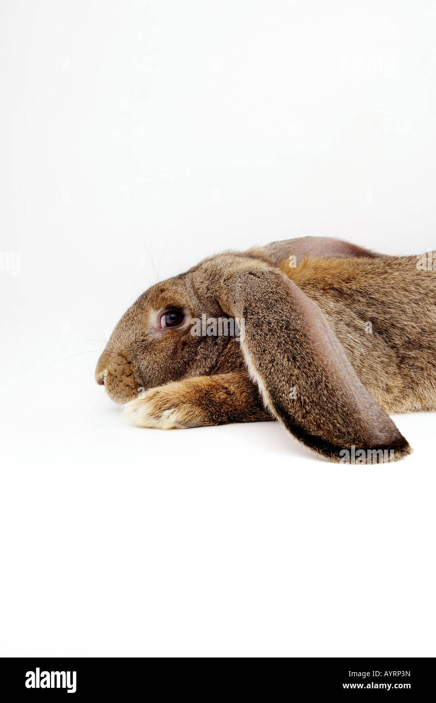 Barn lapin, Deutscher Riese race (Lagomorpha) Banque D'Images