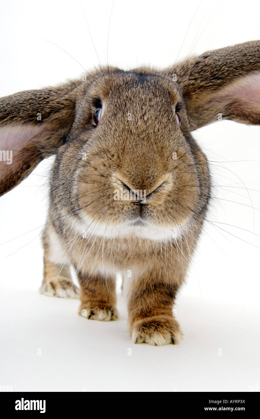 Barn lapin, Deutscher Riese race (Lagomorpha) Banque D'Images