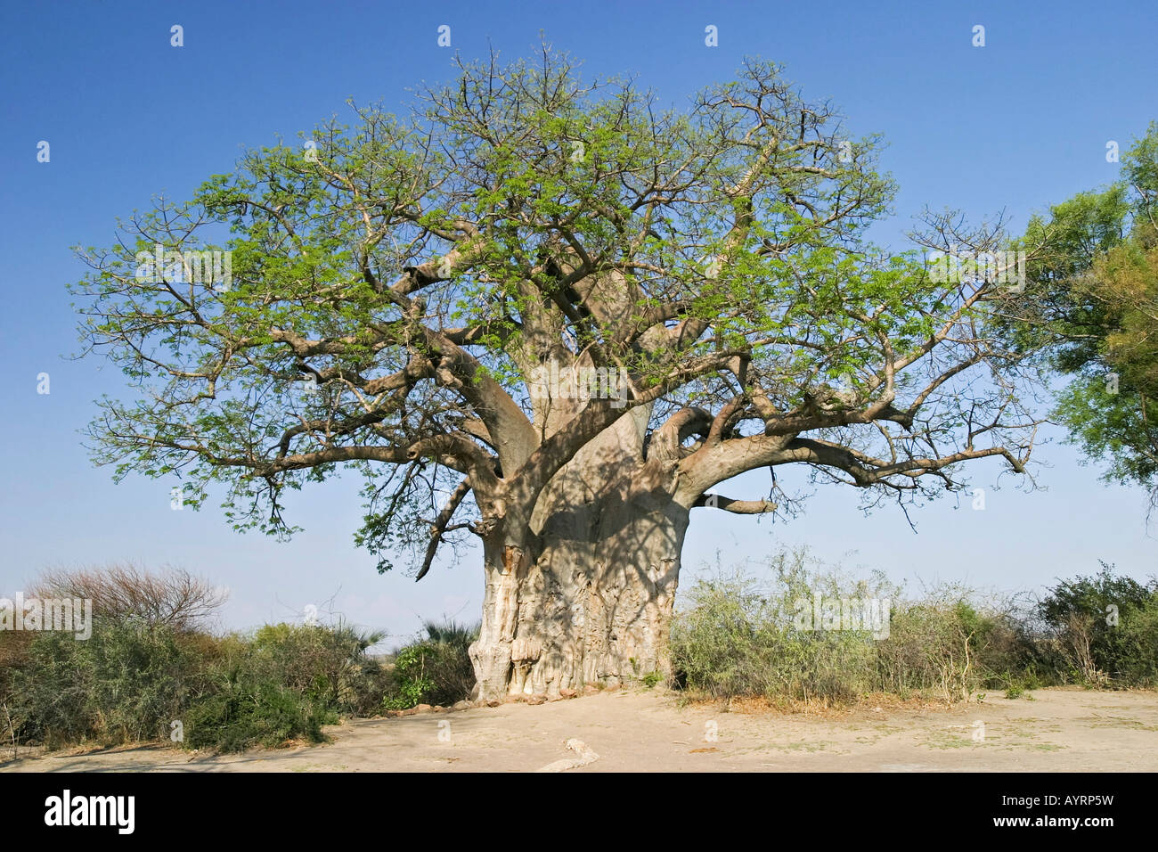 Le Baobab (Adansonia digitata), Réserve de Chasse Mahango, bande de Caprivi, en Namibie, Afrique Banque D'Images