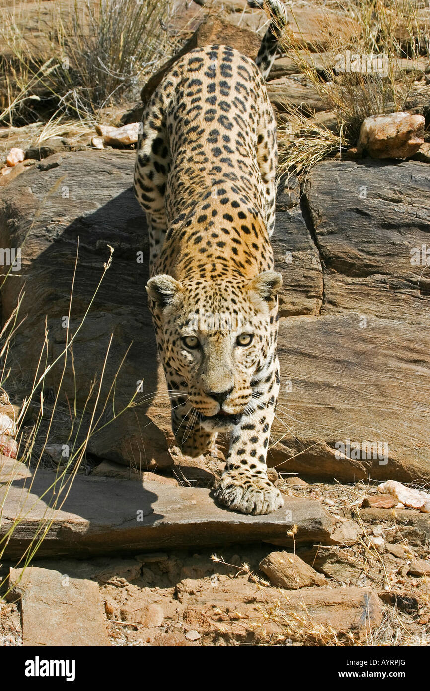 Leopard (Panthera pardus), la Namibie, l'Afrique Banque D'Images