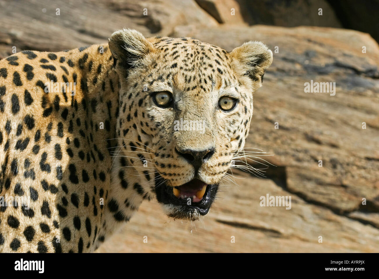 Leopard (Panthera pardus), la Namibie, l'Afrique Banque D'Images