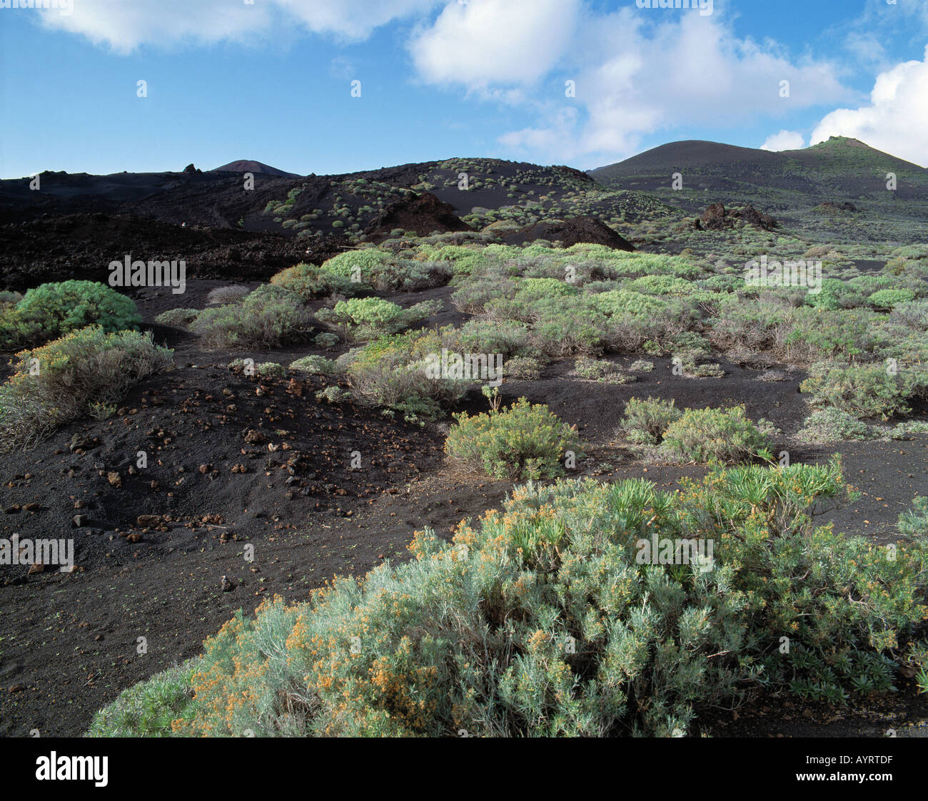 Vulkan Teneguia, Vulkanlandschaft Gewaechse Lavaasche, auf, junge Frau spaziert durch Vulkanlandschaft, Fuencaliente, La Palma, Kanarische Inseln Banque D'Images