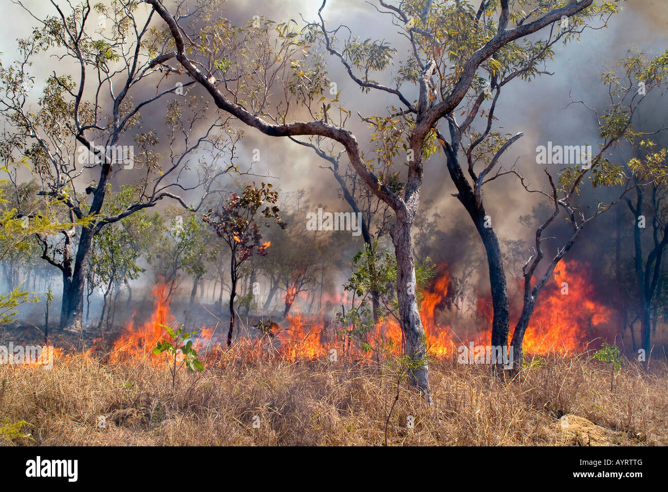 Feu de brousse, les feux de forêt dans l'ouest de l'Australie, l'Australie Banque D'Images