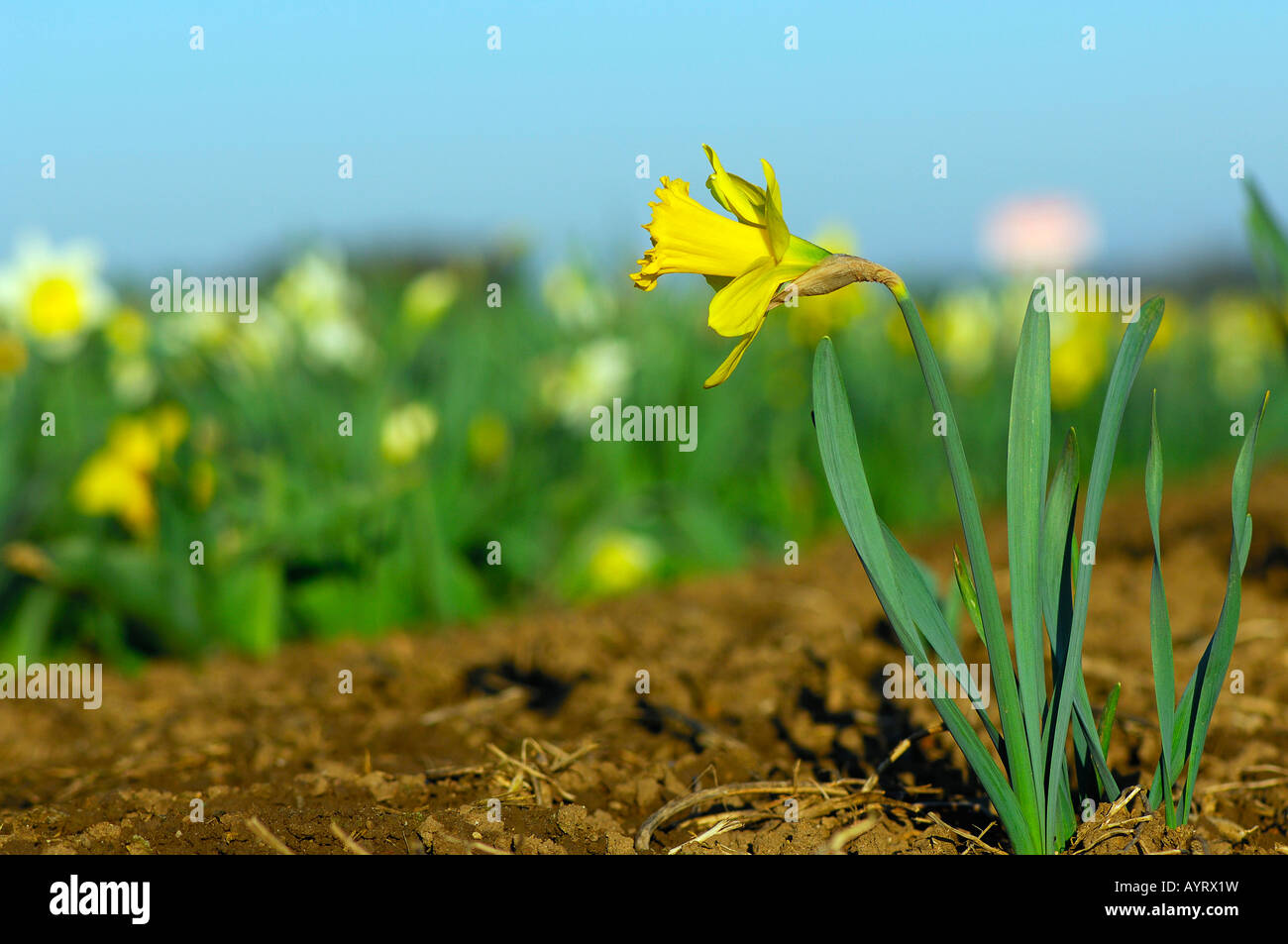 Jonquille (Narcissus pseudonarcissus) Banque D'Images