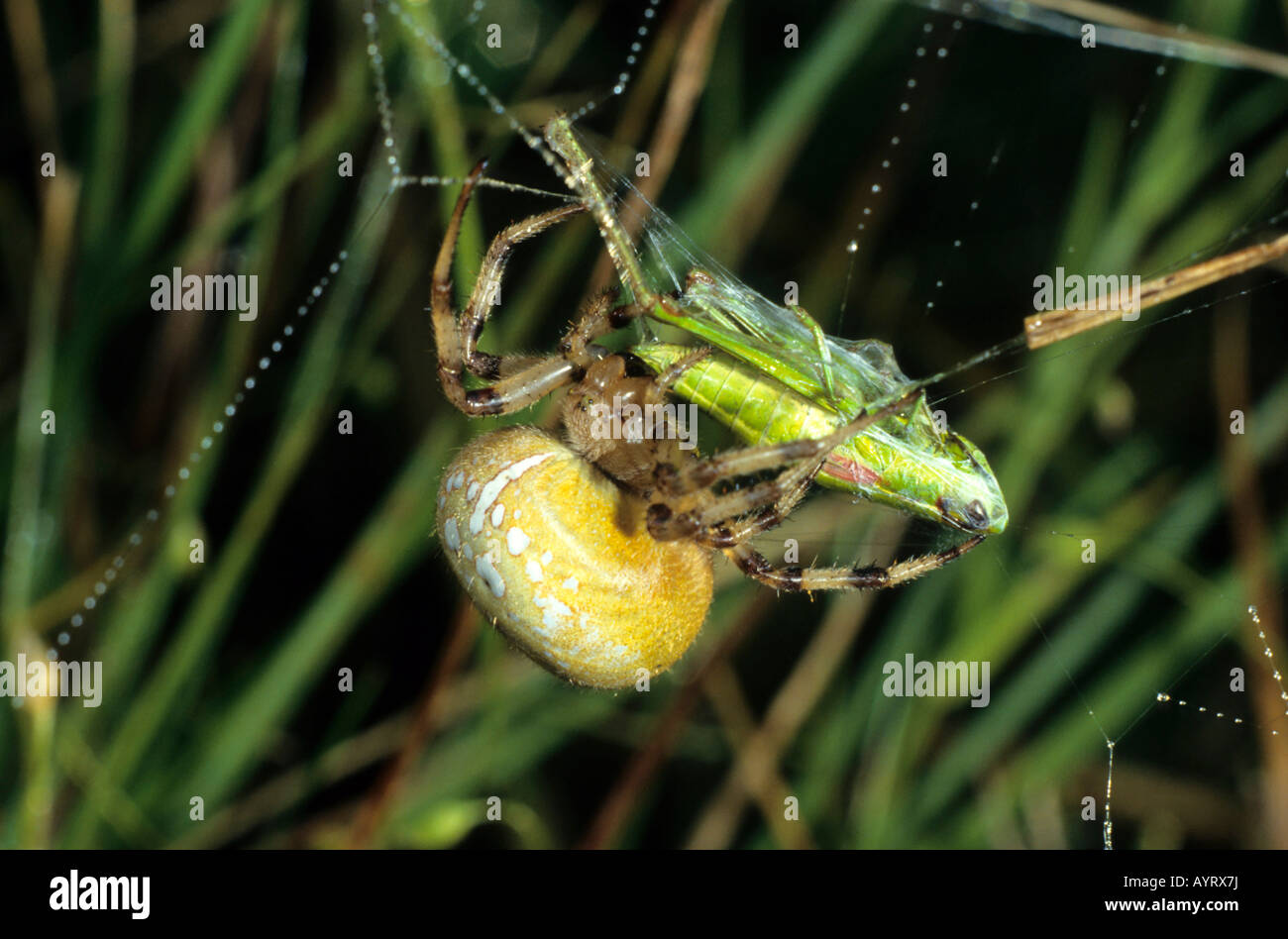 4 spots Orb Weaver spider (Araneus quadratus) et sa proie (criquet) Banque D'Images