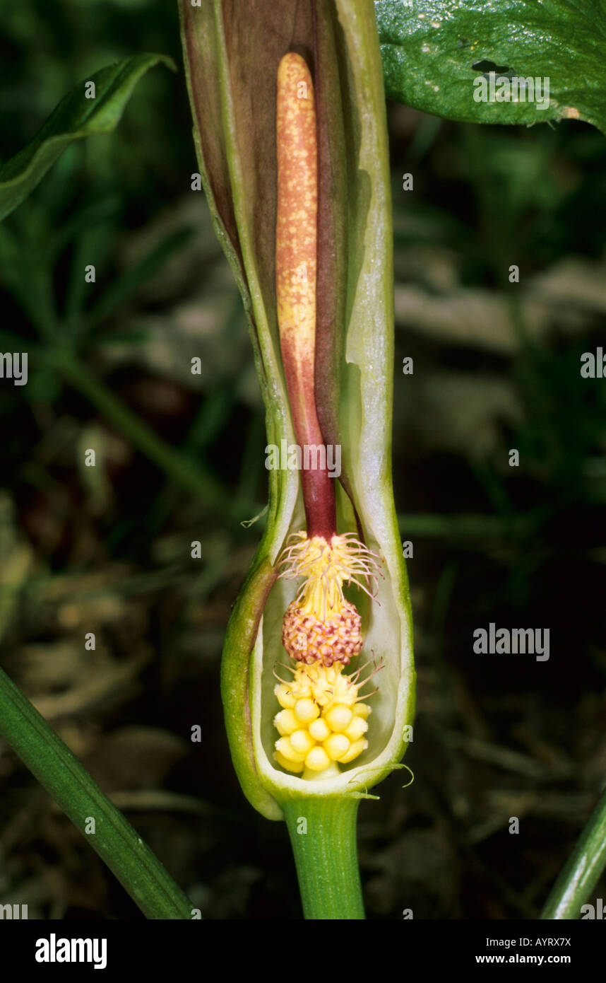 L'Arum sauvage, Lords et Ladies ou Jack in the Pulpit (Arum maculatum), cut-open, spathe, spadice, fly trap piège à insectes, Banque D'Images