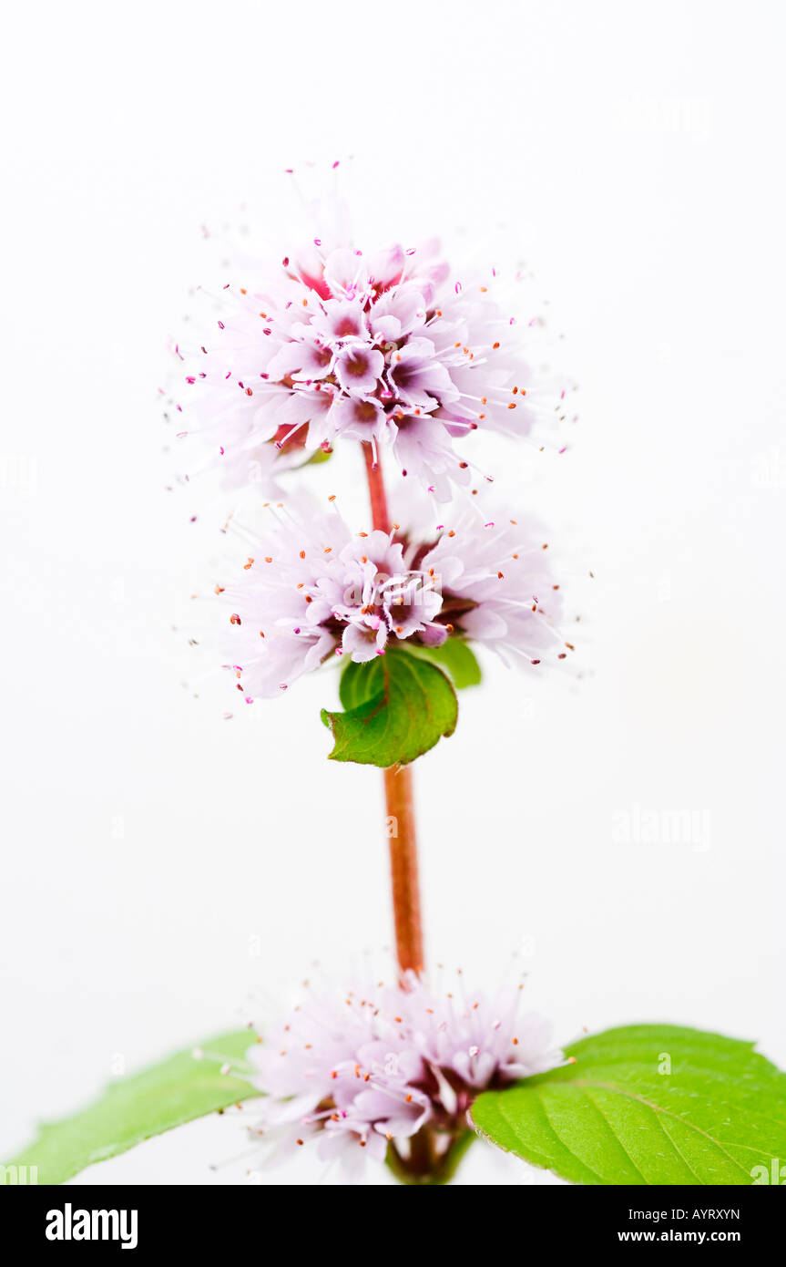 Détail, menthe aquatique (Mentha aquatica Mentha hirsuta), fleurs de violettes Banque D'Images