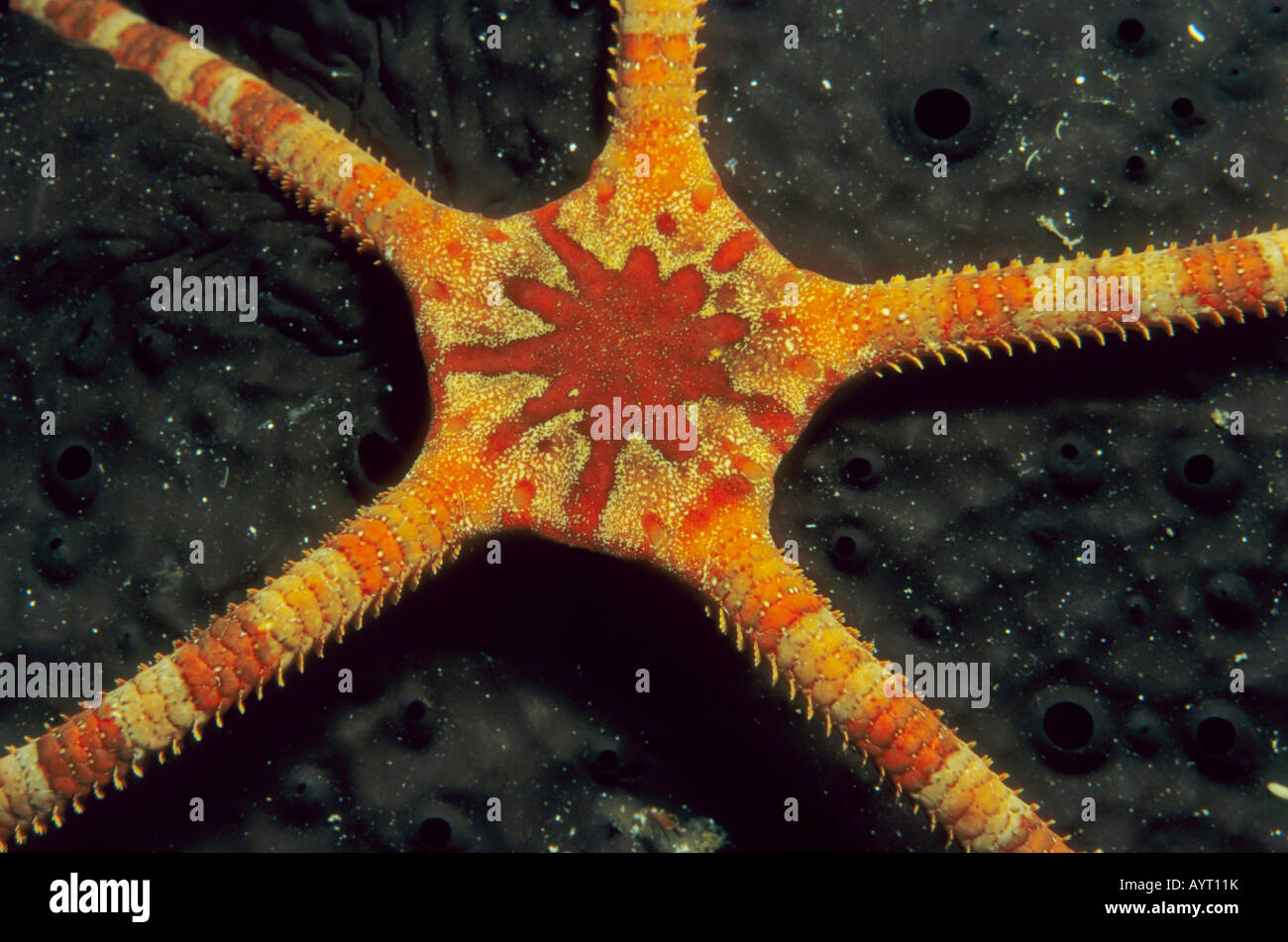 Ruby Star (Ophioderma rubicundum fragile) sur une éponge de mer, Mer Méditerranée Banque D'Images