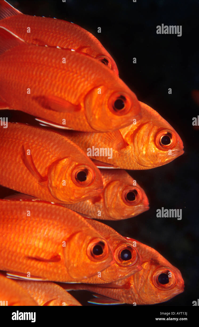 Grumes de pin blanc- Blotcheye ou Soldierfish (Myripristis murdjan,), Maldives Banque D'Images