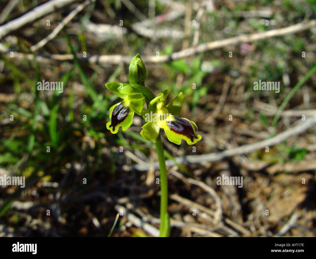 Ophrys jaune orchidée fleur à Pegeia Bois Chypre Banque D'Images