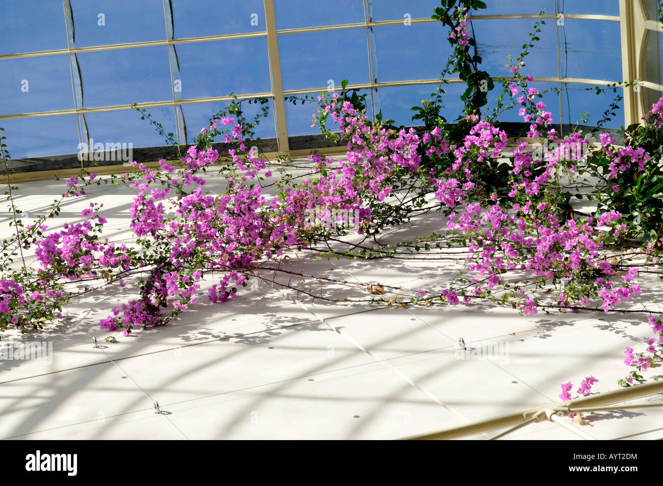 Avec bougainvillier fleurs violettes grimpant sur un mur blanc d'un conservatoire vers un ciel bleu clair Banque D'Images