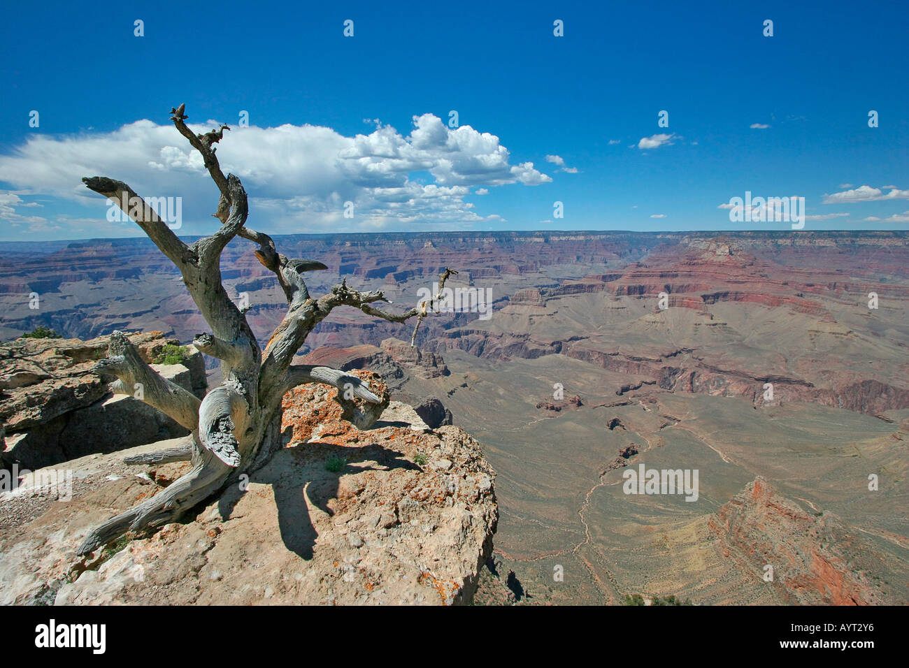L'arbre noueux au bord du Grand Canyon Banque D'Images