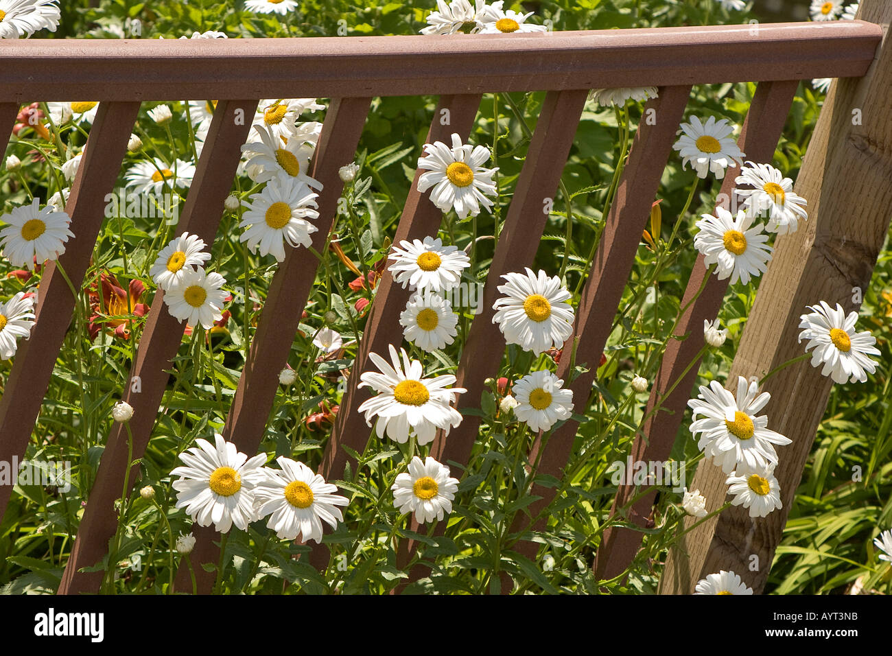 Marguerites blancs géants by fence Banque D'Images