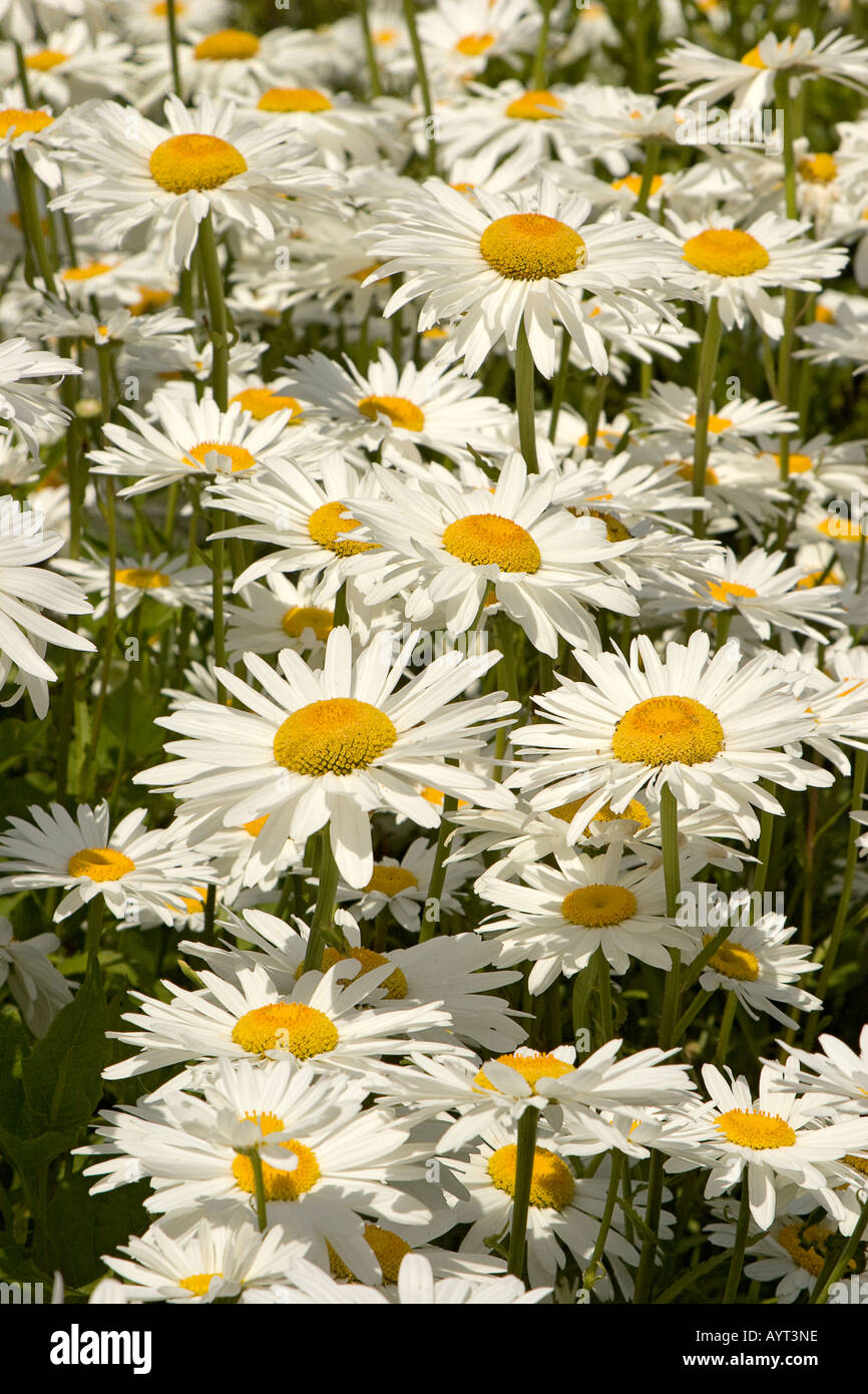 Marguerites blancs géants Banque D'Images