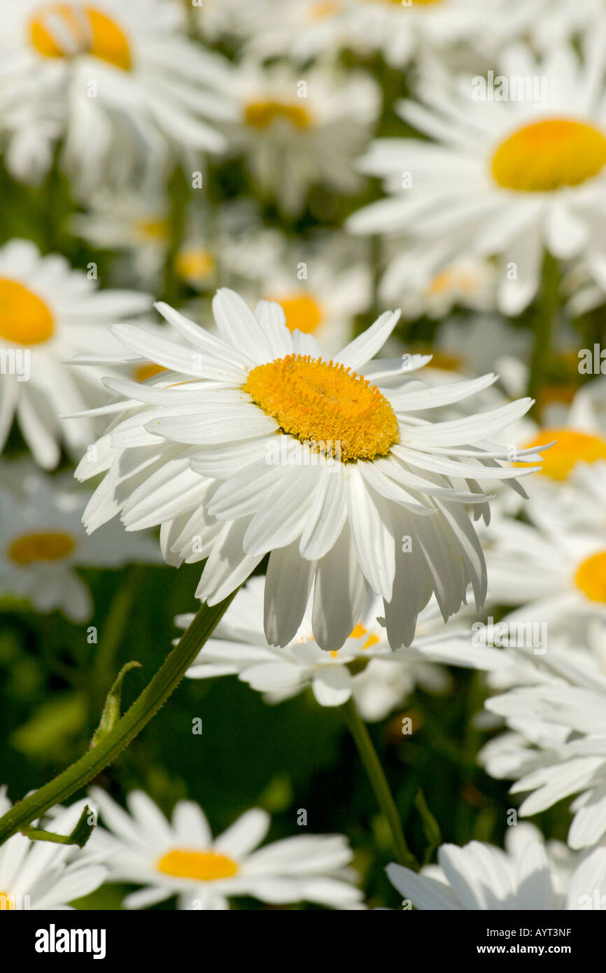 Marguerites blancs géants Banque D'Images