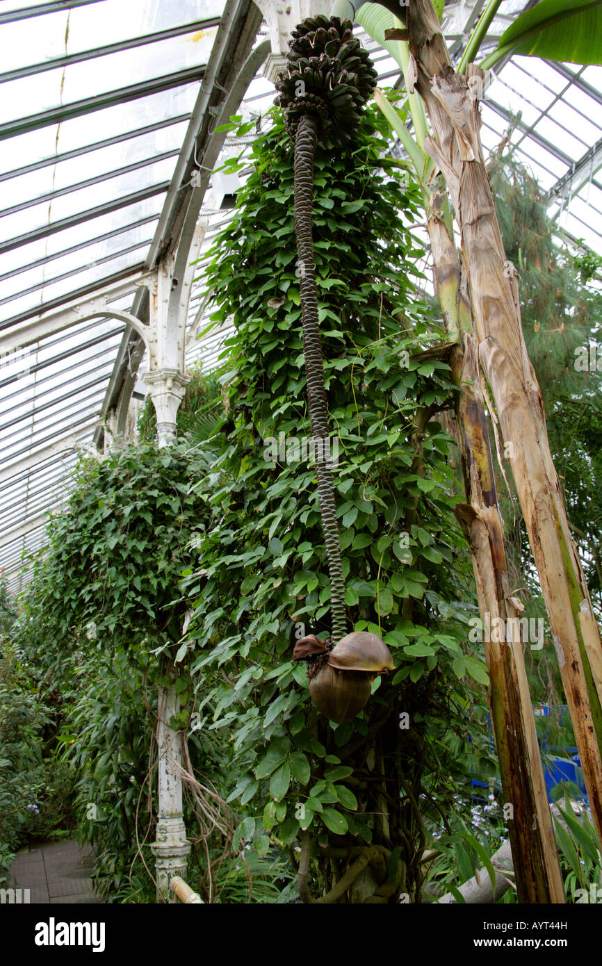 Musa basjoo bananier japonais aka Hardy Banana fibre, fibre japonais, japonais banane banane Hardy Banque D'Images