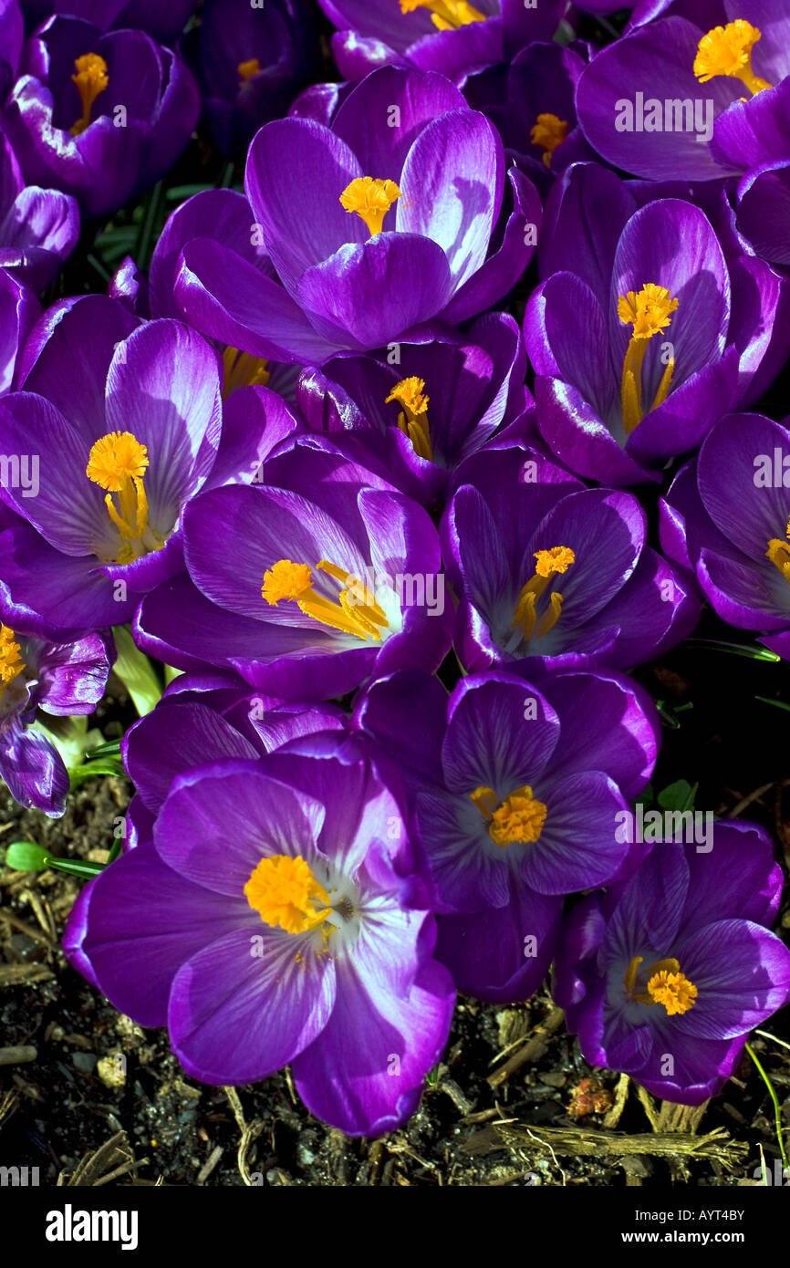 La floraison des crocus (Crocus vernus néerlandais hybrides) Banque D'Images