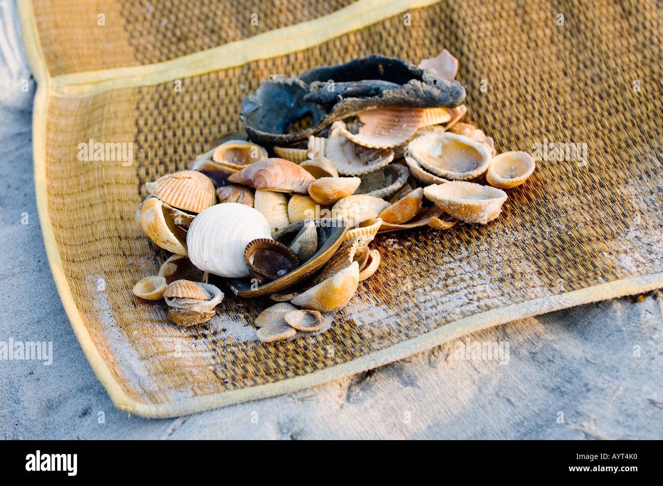 Les coquillages prélevés sur un matt sur la plage Banque D'Images