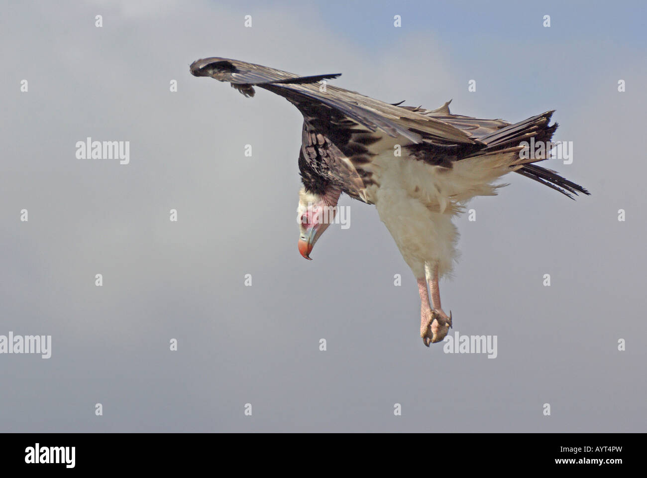 Tête blanche Trigonoceps vautour occipital Banque D'Images