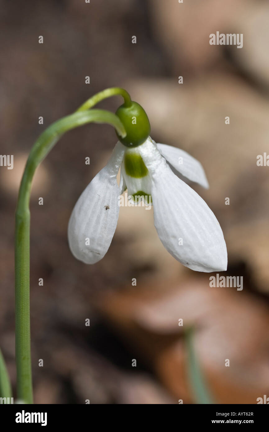Common Snowdrop Galanthus nivalis une fleur blanche gros plan images images photos format vertical très haute résolution aux Etats-Unis US haute résolution Banque D'Images