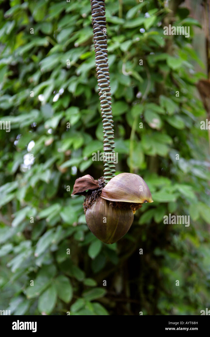 Musa basjoo bananier japonais aka Hardy Banana fibre, fibre japonais, japonais banane banane Hardy Banque D'Images