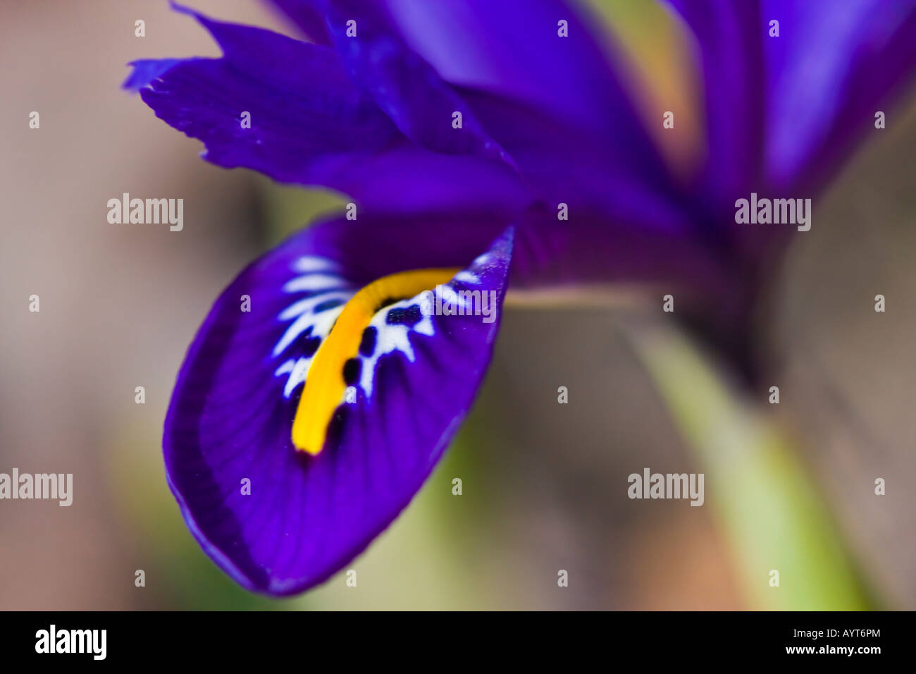 Hiver Iris reticulata fleur violette printemps saison détail rapproché personne aucun flou arrière-plan flou vue de face le printemps est enfin ici haute résolution Banque D'Images