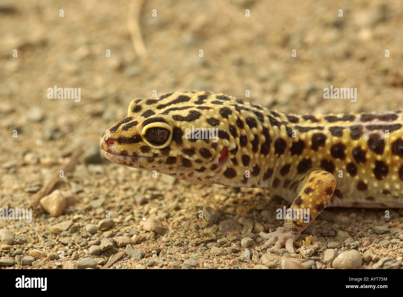 Le gecko léopard, Eublepharis macularius Banque D'Images