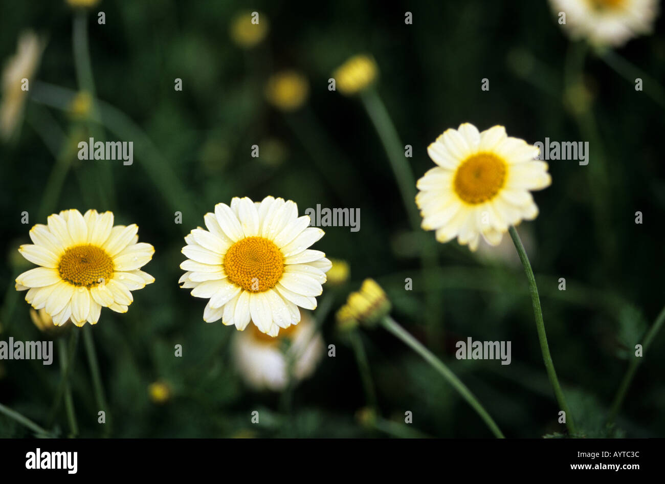 Anthemis Susanna Mitchell Banque D'Images