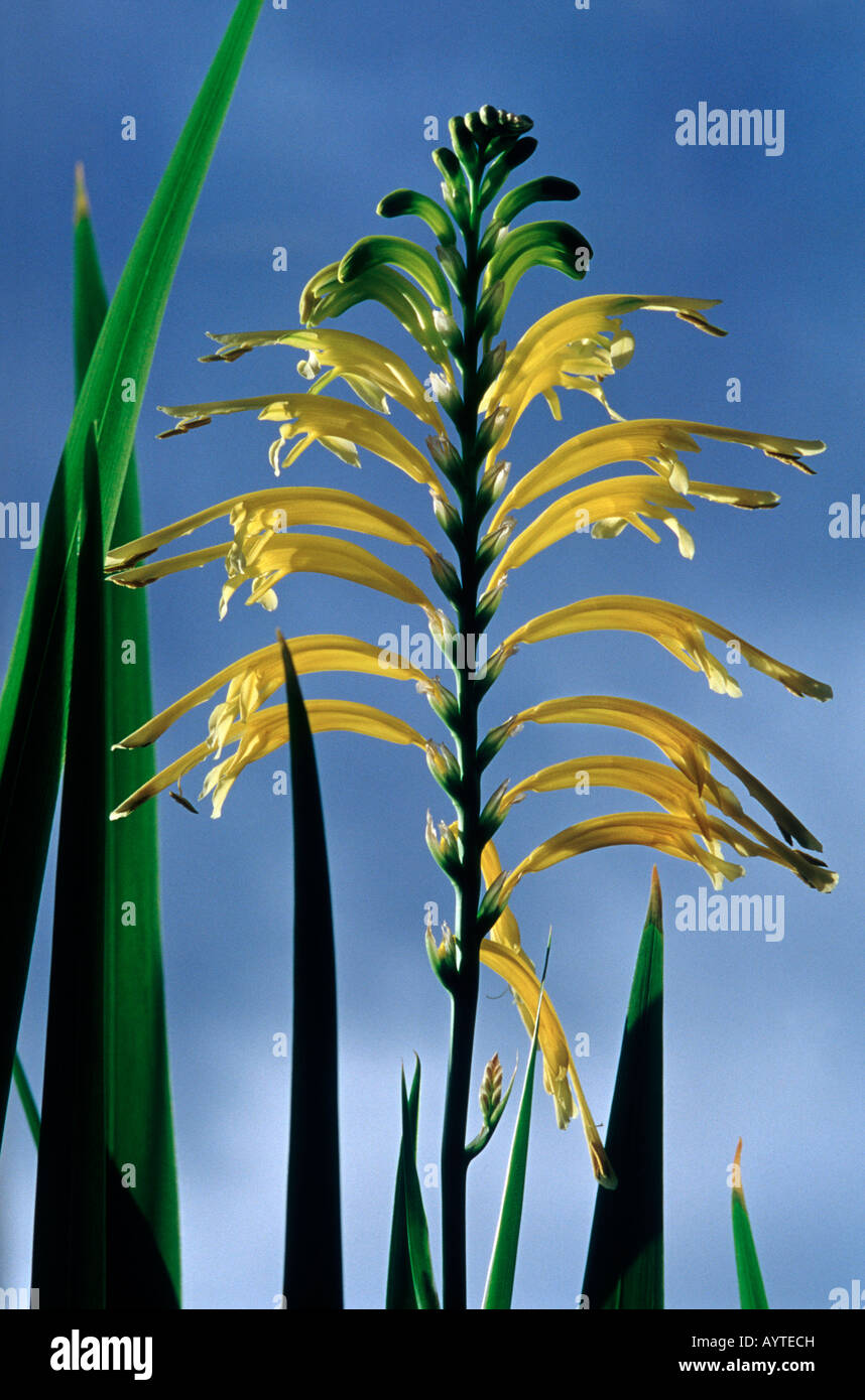 Chasmanthe floribunda var. Duckittii (nom commun : Cobra jaune Lily) Banque D'Images