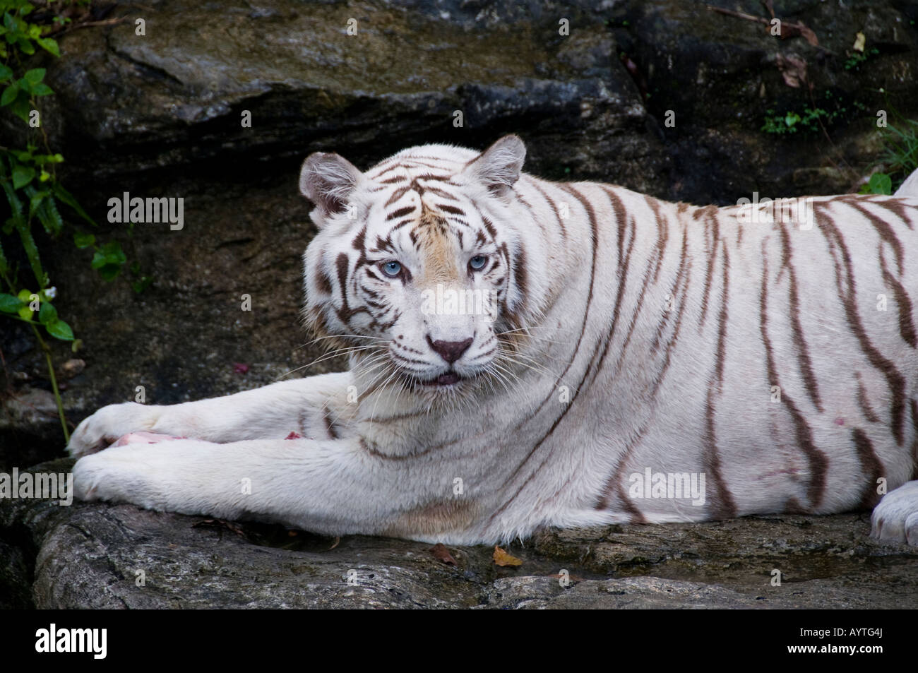 Tigre blanc au Zoo de Singapour Banque D'Images