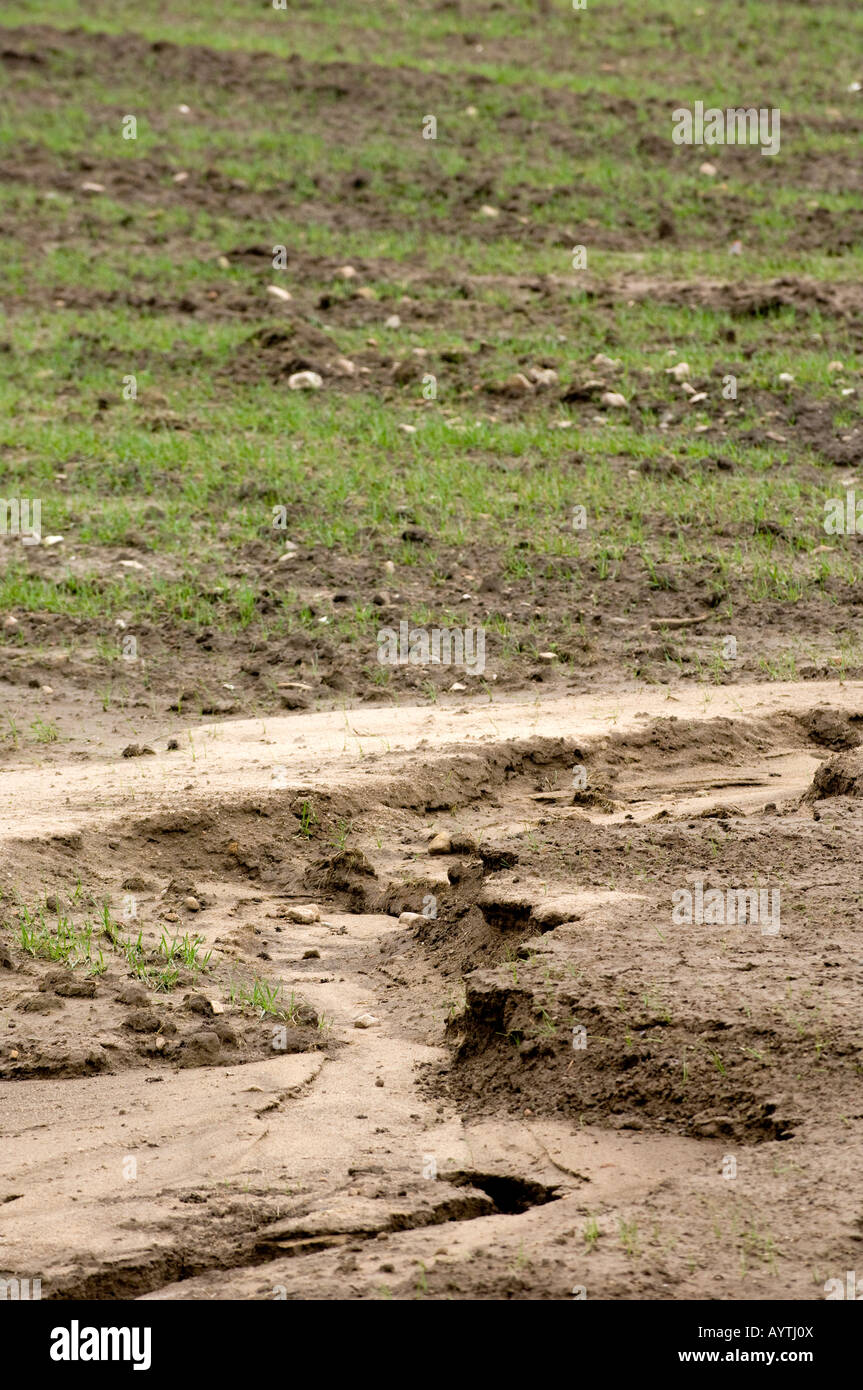 L'érosion du sol sur un champ réensemencés montrant les fortes pluies peuvent endommager la couche arable faire du lavage voiture Lancashire England Banque D'Images