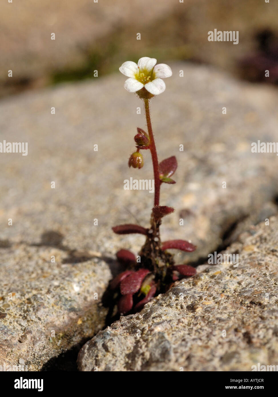 Rue feuilles Saxifrage saxifraga tridactylites, Banque D'Images