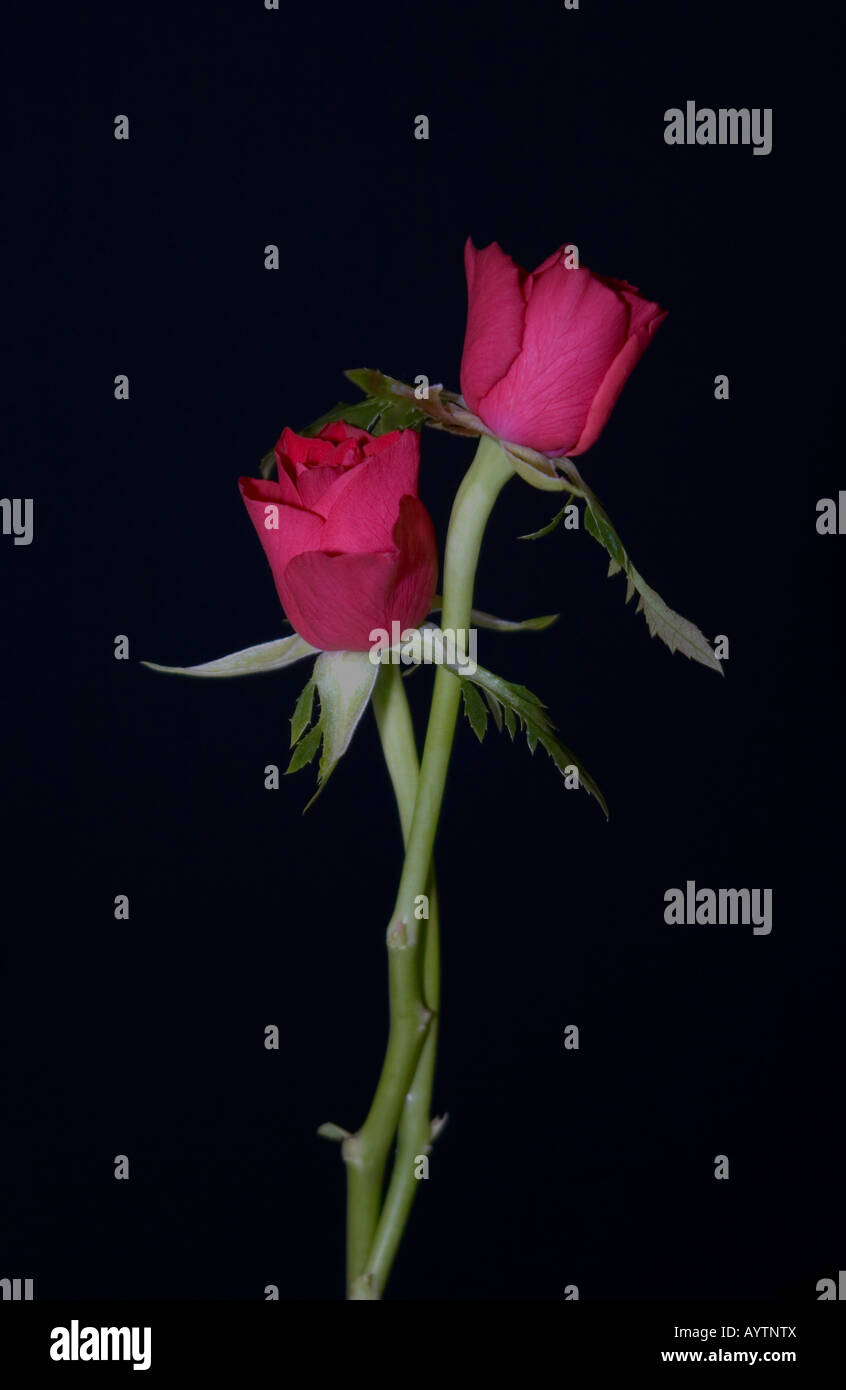 Deux simple tige roses rouges entrelacés sur un fond noir Banque D'Images