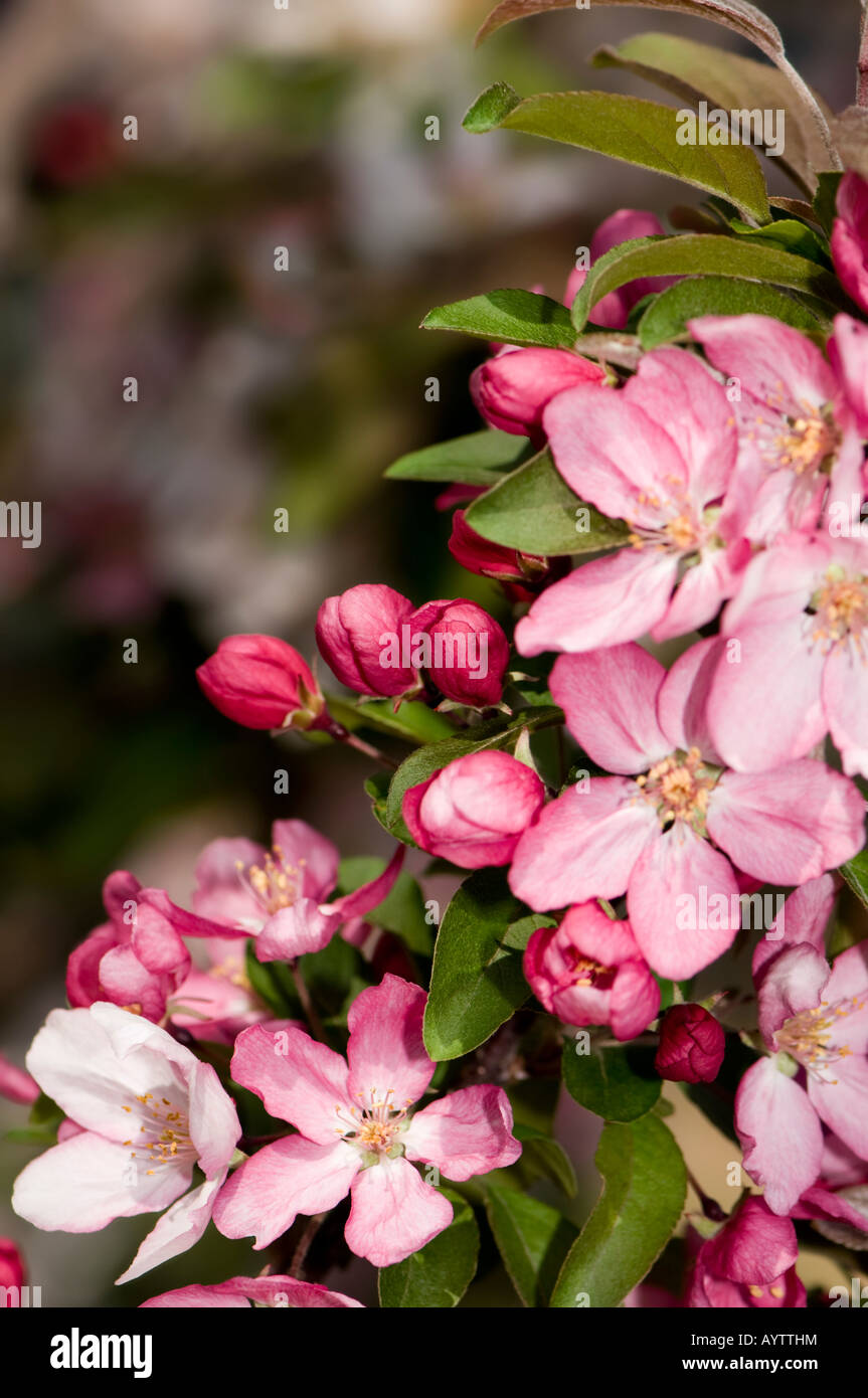 Un pommetier plein de fleurs rose au printemps. Convient pour les cartes de vœux. Banque D'Images