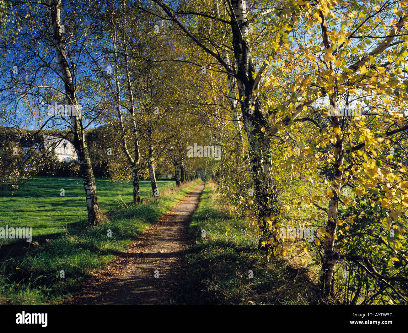 Allee im Herbst, im Hintergrund Stift Keppel, Heimbach, Naturpark, Rothaargebirge, Siegerland, Nordrhein-Westfalen Sauerland Banque D'Images