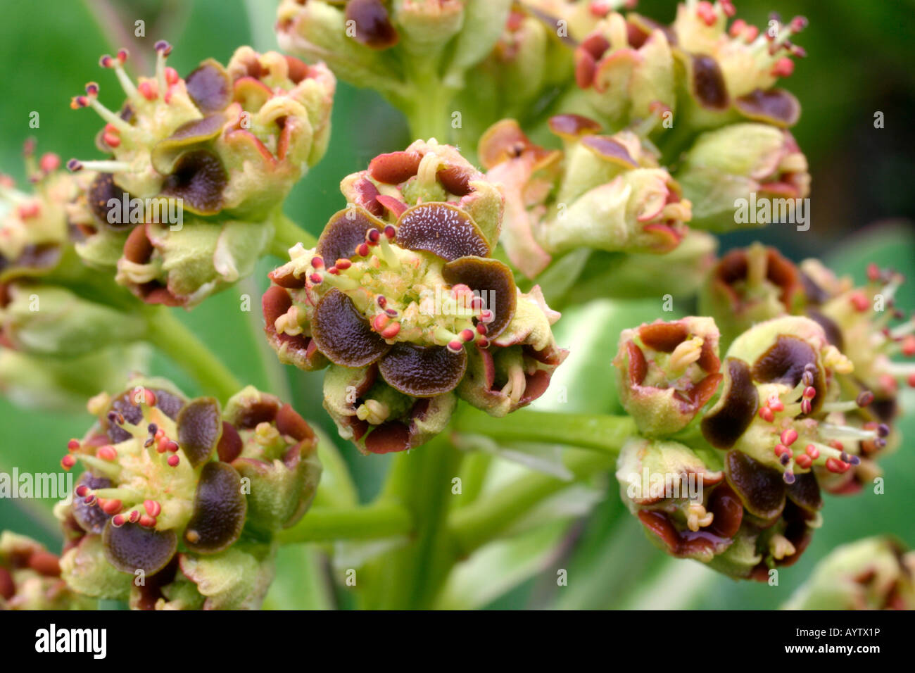 EUPHORBIA STYGIANA en fleur d'avril Banque D'Images
