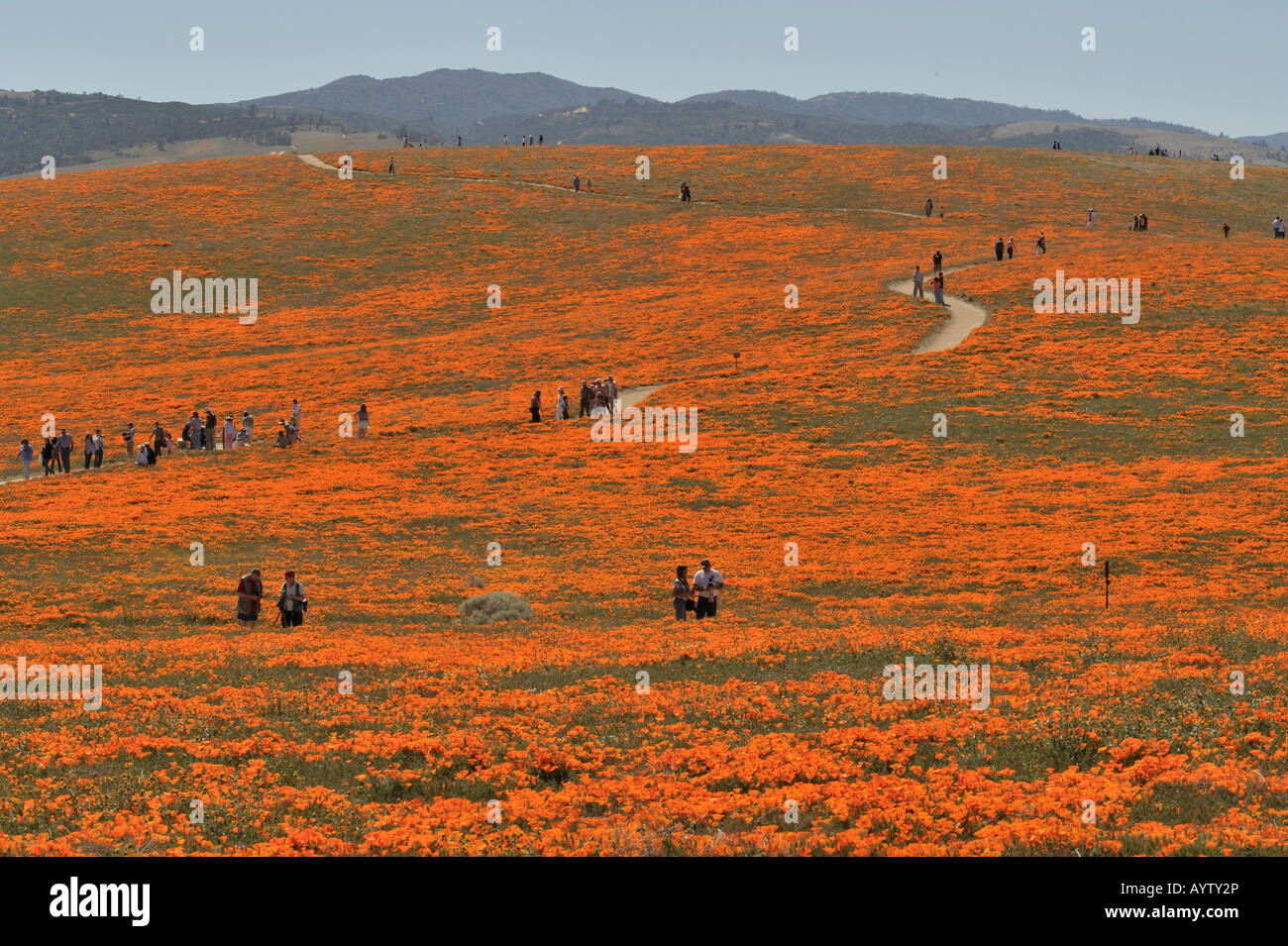 Coquelicots de Californie, pavot Réserver Antelope Valley, CA 30178 080413 Banque D'Images