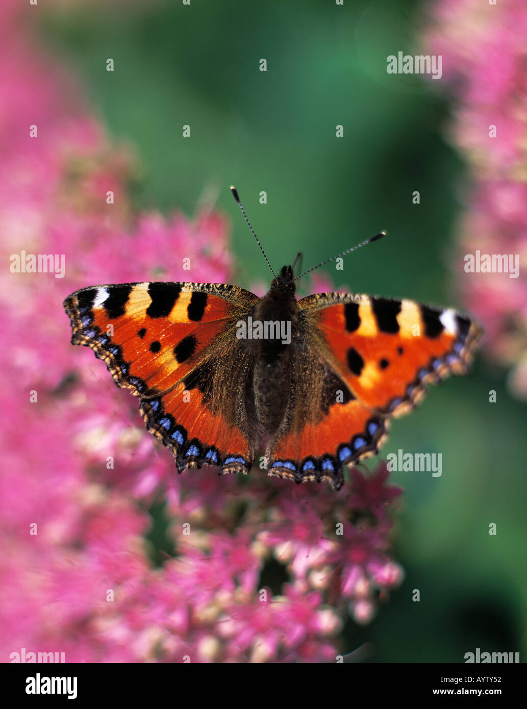 Schmetterling auf einer Bluete, Kleiner Fuchs Banque D'Images