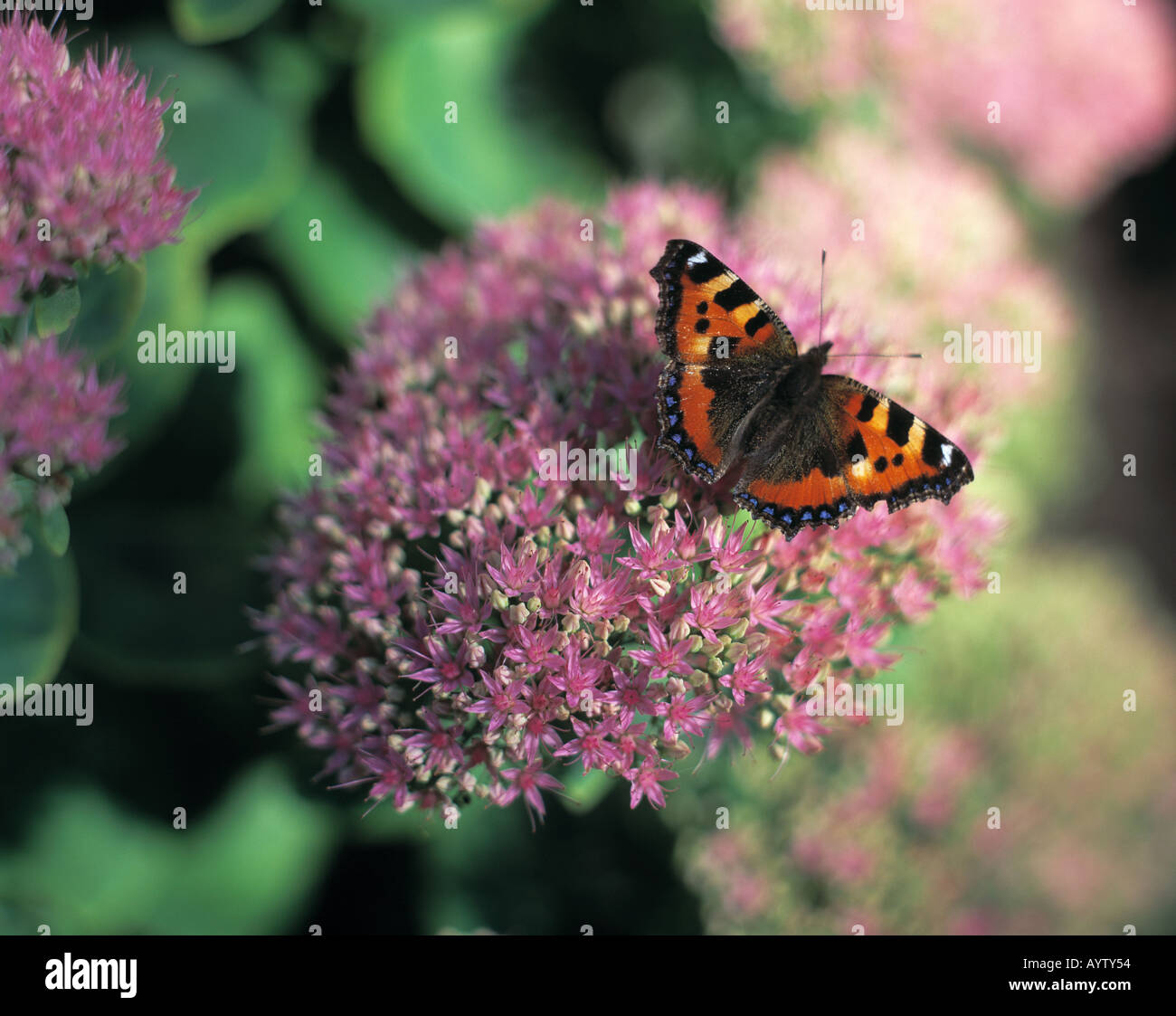 Schmetterling auf einer Bluete, Kleiner Fuchs Banque D'Images