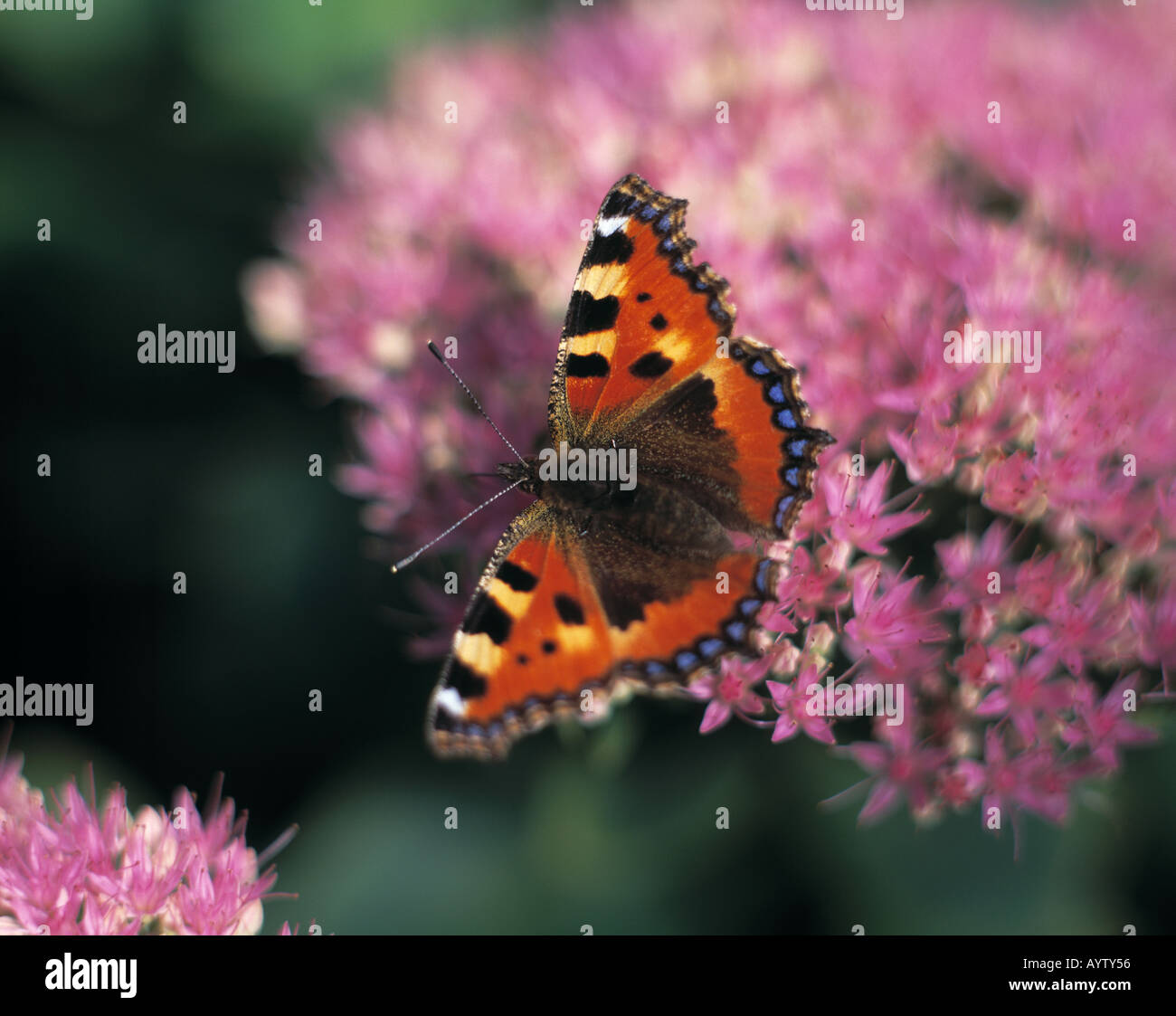 Schmetterling auf einer Bluete, Kleiner Fuchs Banque D'Images