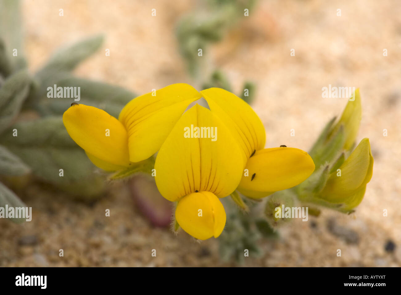 Close up of fleur de Restharrow (Ononis sp.) Banque D'Images