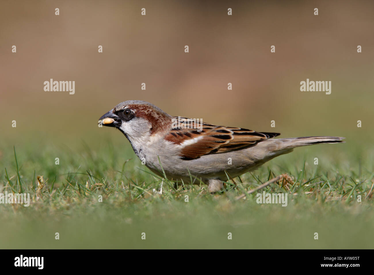 Moineau domestique Passer domesticus mâle sur l'alimentation de l'herbe low angle shot Bedfordshire Potton Banque D'Images